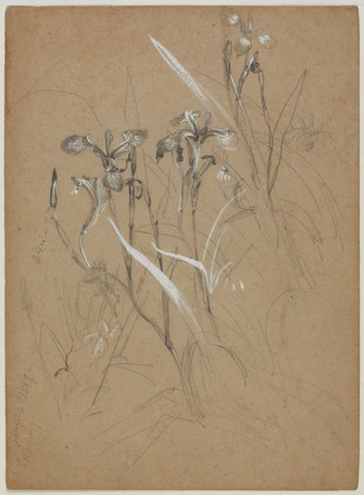 Plant Study, June 30, 1859 by William Trost Richards